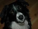 Border collie Jesse James
