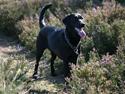 Labrador retriever <3Molly<3