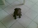 Labrador retriever <3Ganto<3 *Død*