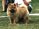 Chow chow Pelis Ringo of Flensborg