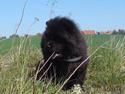 Chow chow Chukie