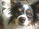 Papillon Minni