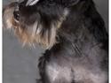 Dvaergschnauzer Pepsi DØD 120307