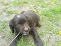 Engelsk springer spaniel Rex
