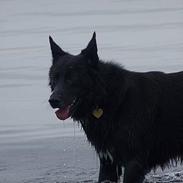 Blanding af racer Blackie