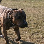 Amerikansk staffordshire terrier Zuprano