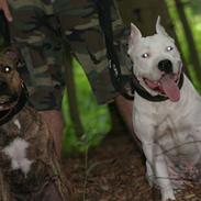 Amerikansk staffordshire terrier Zuprano