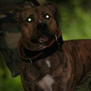 Amerikansk staffordshire terrier Zuprano