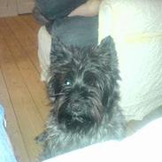 Cairn terrier Laban