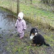 Berner sennenhund Bella (død) R.I.P.
