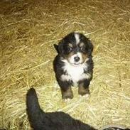 Berner sennenhund Bella (død) R.I.P.