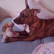 Amerikansk staffordshire terrier Ticka