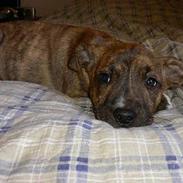 Amerikansk staffordshire terrier Ticka