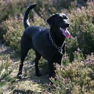 Labrador retriever <3Molly<3