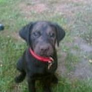 Labrador retriever <3Molly<3