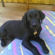 Labrador retriever <3Molly<3