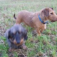 Gravhund luis