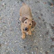 Gravhund luis