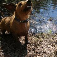 Gravhund luis