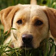 Labrador retriever (Formel 1) Sally