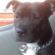 Staffordshire bull terrier kenzo. R.I.P