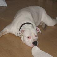 Amerikansk bulldog yasmina