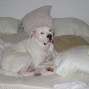 Amerikansk bulldog yasmina