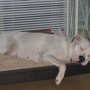 Amerikansk bulldog yasmina