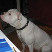 Amerikansk bulldog yasmina