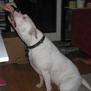 Amerikansk bulldog yasmina