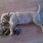 Labrador retriever Charlie