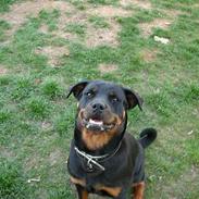 Rottweiler Dikadiabolos Ukita R.I.P