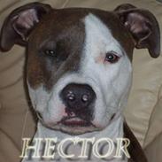 Amerikansk staffordshire terrier Hector