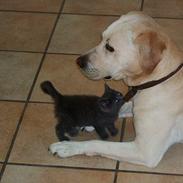 Labrador retriever Futte