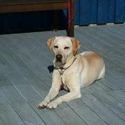 Labrador retriever Futte