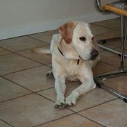 Labrador retriever Futte