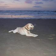 Labrador retriever Futte