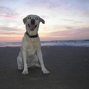 Labrador retriever Futte