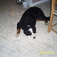 Berner sennenhund Balou