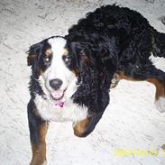 Berner sennenhund Balou