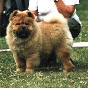 Chow chow Pelis Ringo of Flensborg