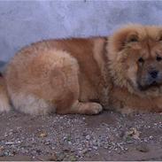 Chow chow Pelis Ringo of Flensborg