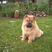 Chow chow Pelis Ringo of Flensborg