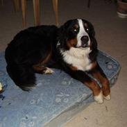 Berner sennenhund casmir