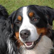 Berner sennenhund casmir
