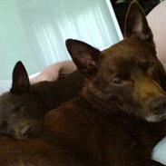 Australsk kelpie thilo