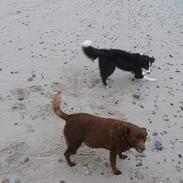 Australsk kelpie thilo