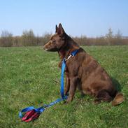 Australsk kelpie thilo