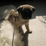 Mops Foxy R.I.P