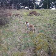 Amerikansk staffordshire terrier Kayla